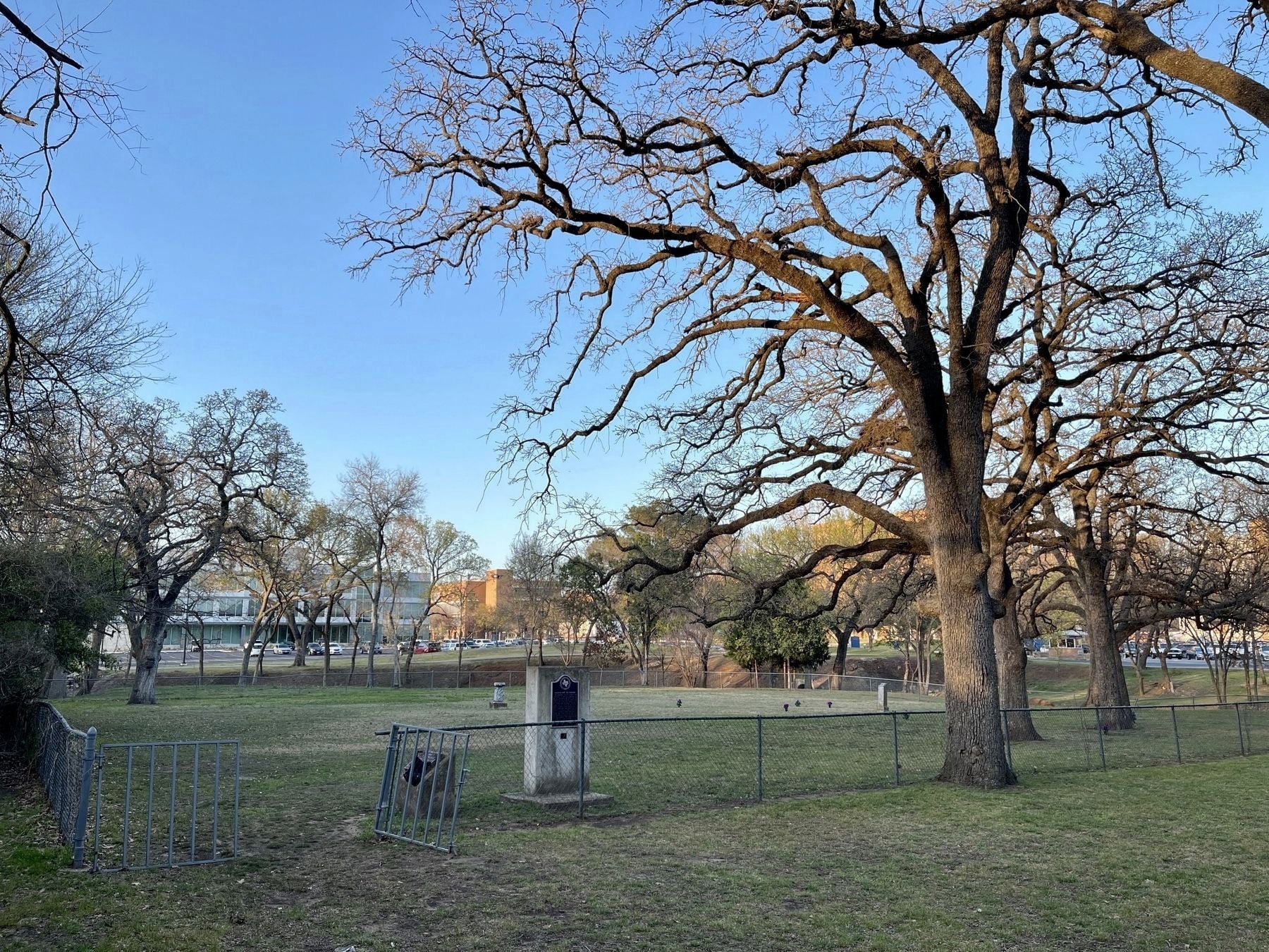 Tree near cemetery marker.