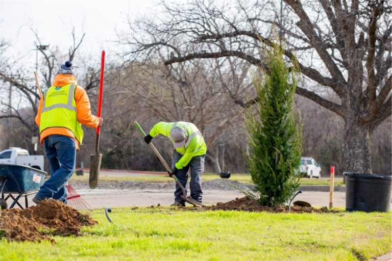 Workers prepping soil for tree planting.