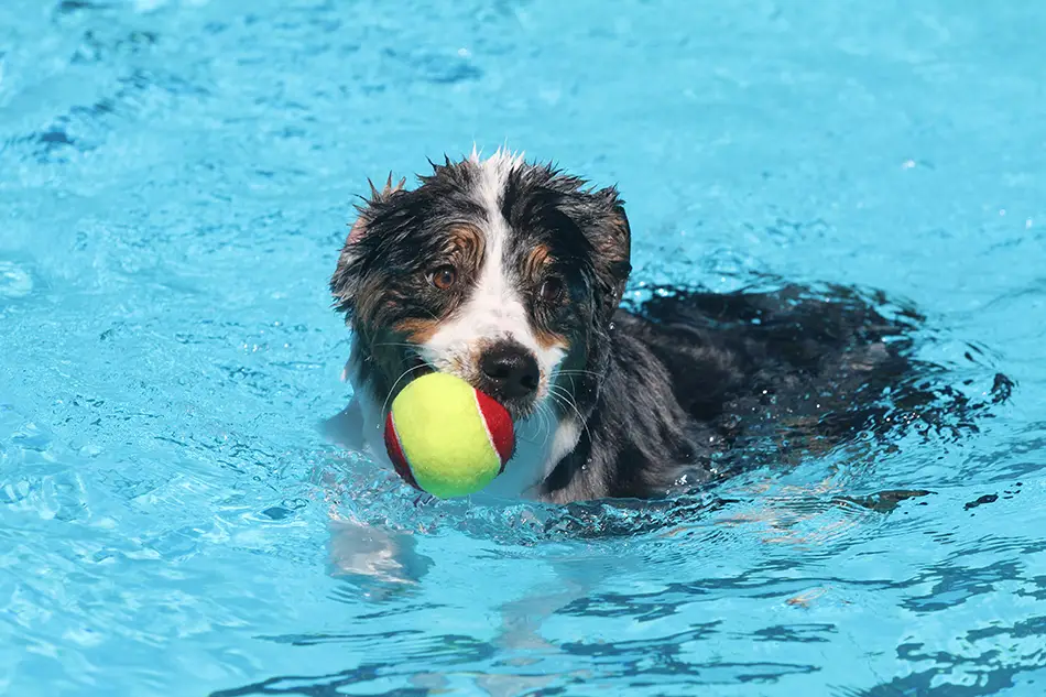 A dog carries his tennis ball while he plays in a swimming pool.