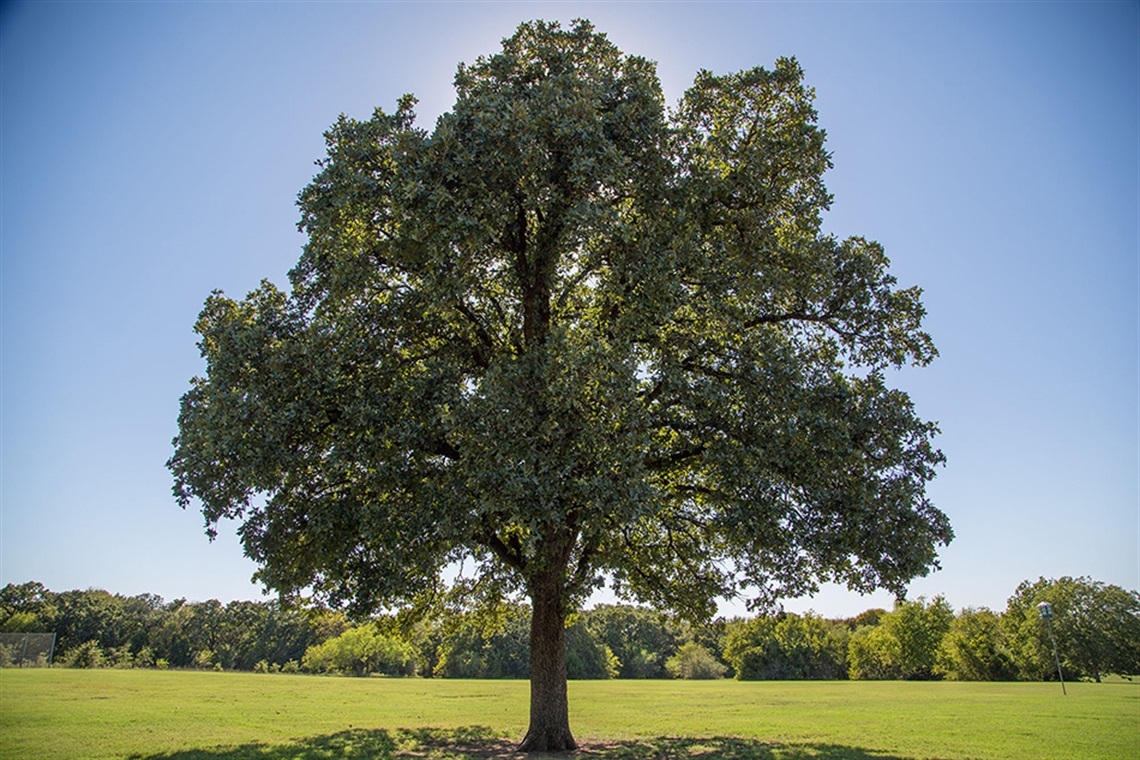 Mighty post oak stands tall with sunlight gleaming from behind the tree.