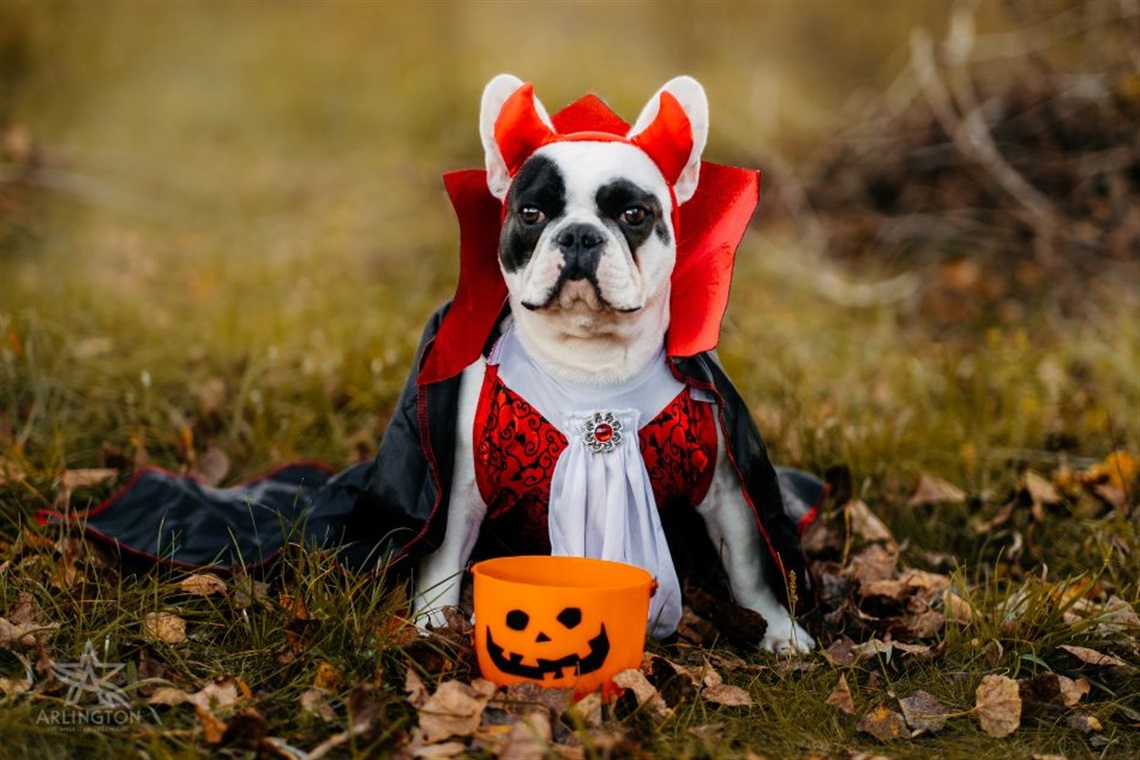 Dog wearing Halloween costume with trick-o-treat pail
